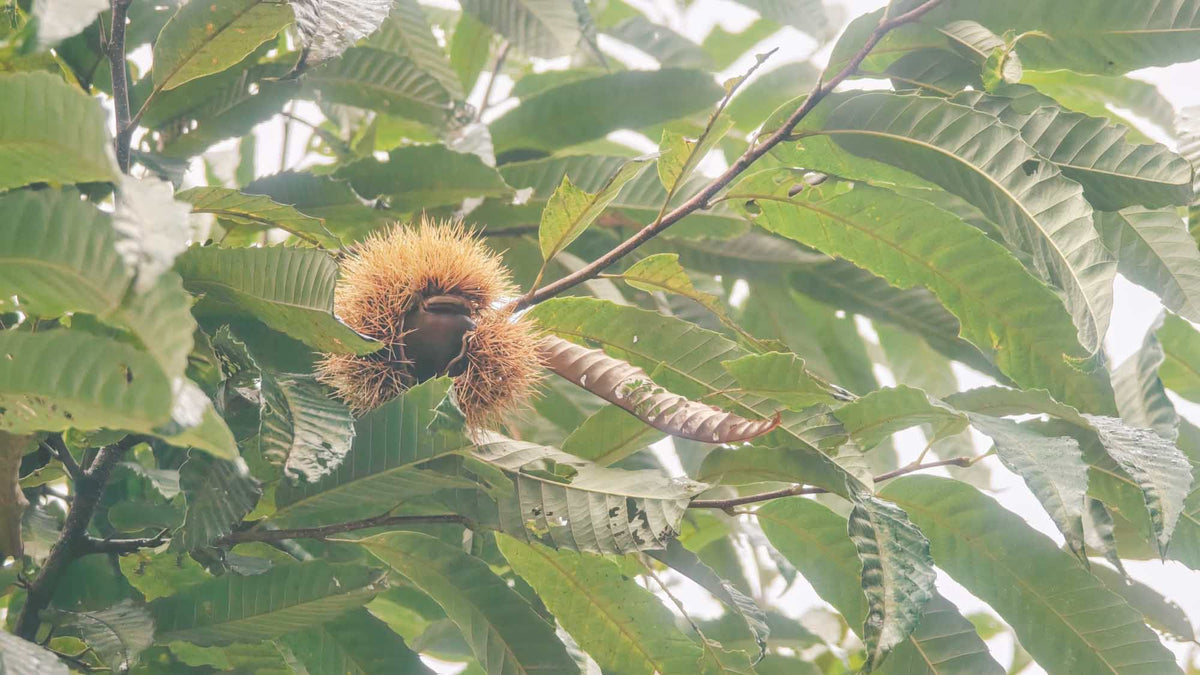 栗 / Chestnut