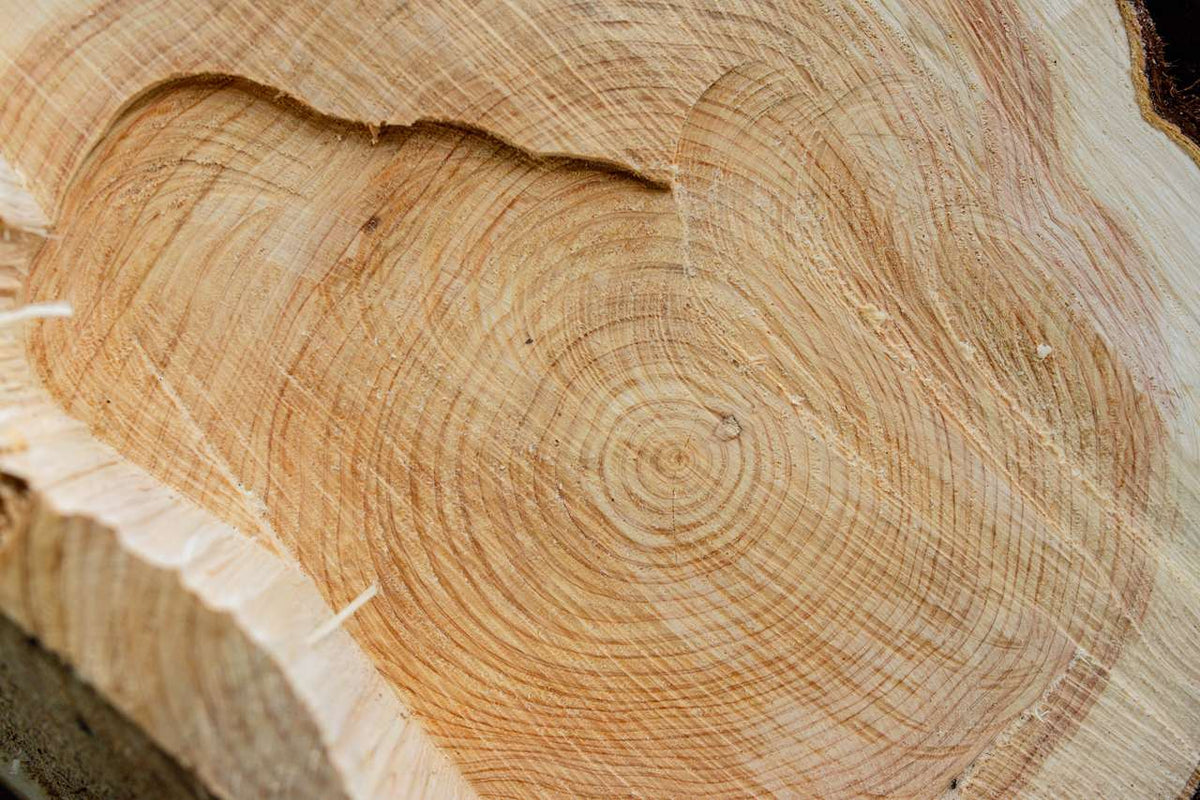 檜 / Hinoki