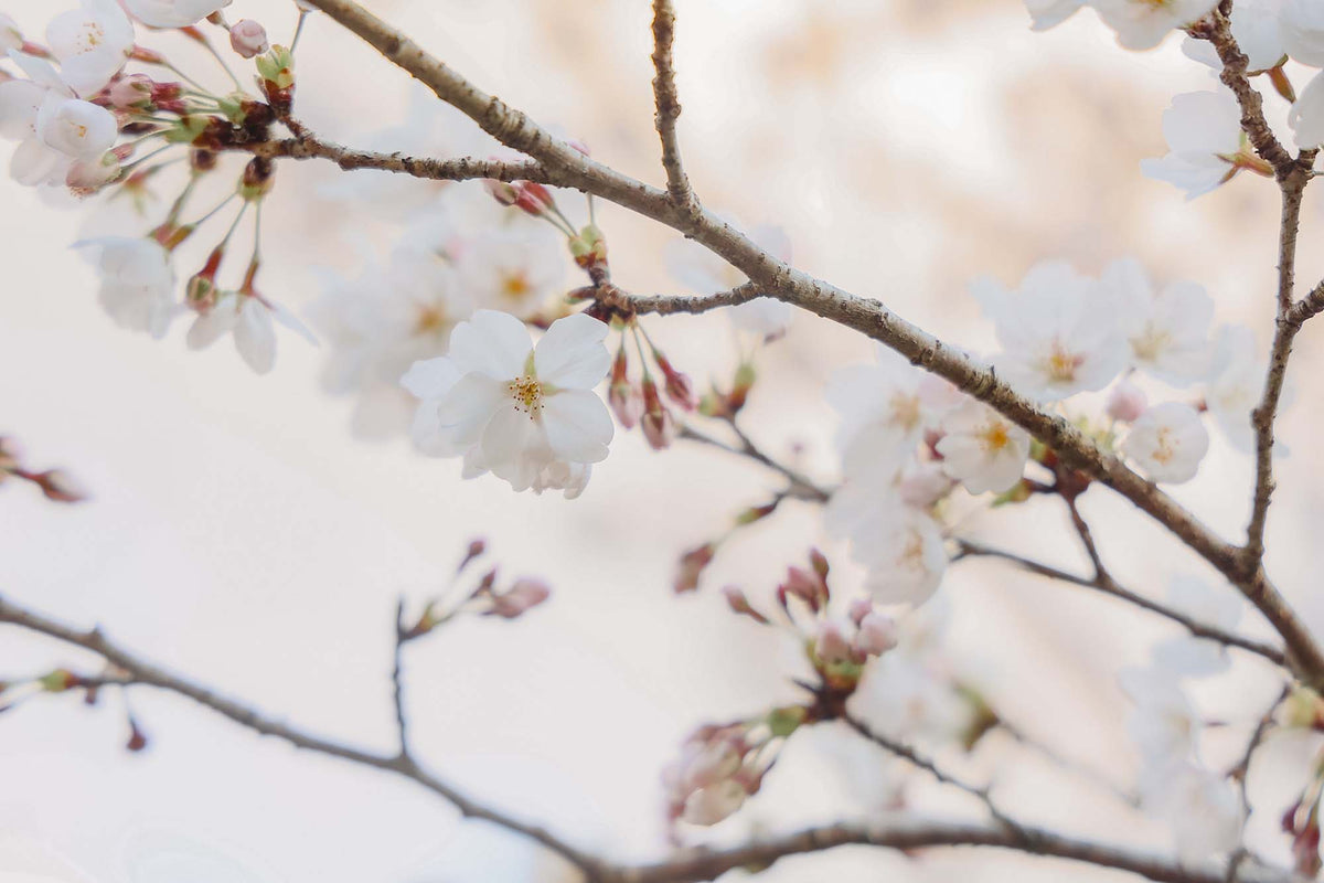 山桜 / Wild Cherry